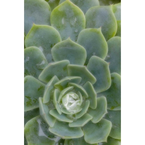 Mexico Succulent plant with dew drops
